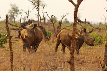 Rhinoceros at Kruger National Park in South Africa