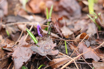spring purple crocus flowers close up