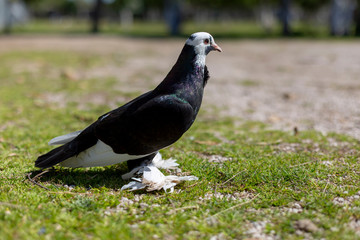 White-headed purple feathered dove in the garden