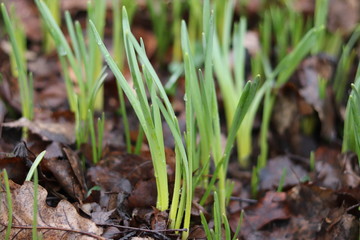 spring purple crocus flowers close up