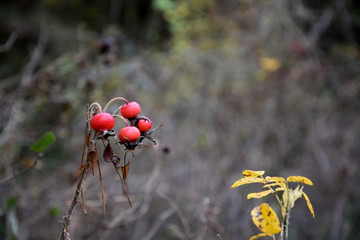Rose hip (Rosa rugosa, Japanese rose) - closeup