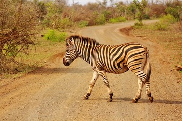 Fototapeta na wymiar Zebra at Kruger National Park in South Africa