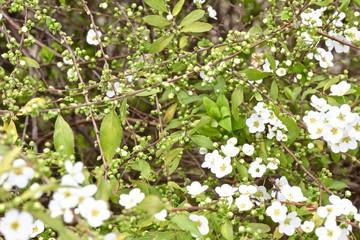 white buds and buds with young leaves on the branches of the bush