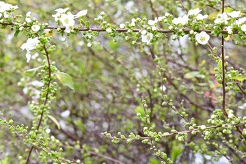 white buds and buds with young leaves on the branches of the bush
