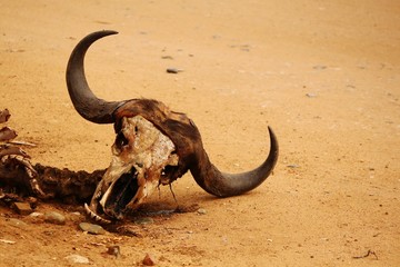 Skull of a dead Buffalo at Kruger National Park.