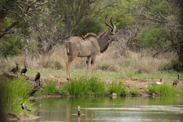 Young kudu bull looking down at the waterhole