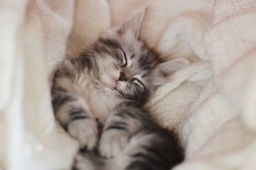 Tabby kitten sleeping in blanket