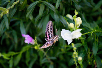 White-Lined Sphinx Moth Hummingbird Moth