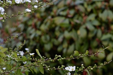 white buds and buds with young leaves on the branches of the bush