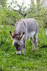 Cute donkey with long mane at natural park, enjoying nice weather