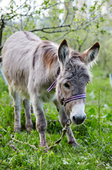 Cute donkey with long mane at natural park, enjoying nice weather