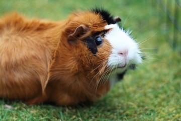 Obraz premium Cute guinea pig on grass