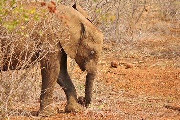 Elephant at Kruger National Park in South Africa
