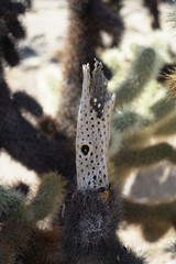 Dried out Cactus
