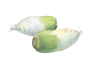 Ripe whole of green and white color daikon radish (also called an white carrot, winter radish). Hand drawn botanical watercolor painting illustration isolated on white background.