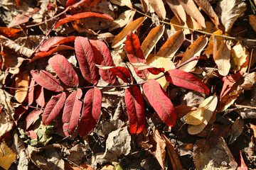 Bright fallen leaf of autumn rowan tree