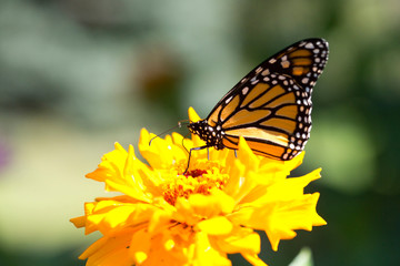Monarch Butterfly Eating Nectar from Flowers and Plants