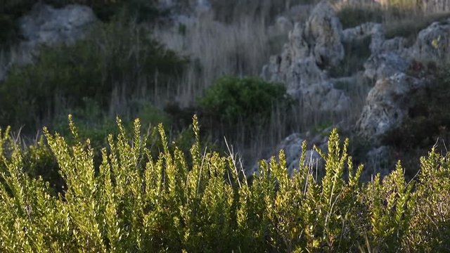 Low green maquis are swaying by the wind on mountains background on sunset in Puglia, Italy. Beautiful shrub in the sunset light