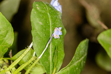 blue flower on green leaf