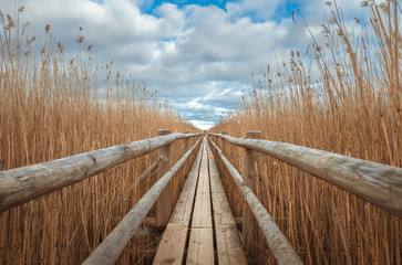 Wooden trail leading through tall grass in moody spring/autumn colors on a lake. 