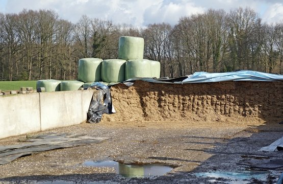 Silage als Futtermittel für Nutztiere