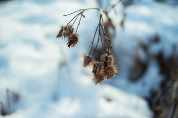 The beginning of spring. Nature awakens from winter. Thawed snow, flowers, trees, streams, bushes, grass and land.