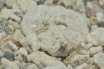 Coral