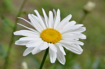 Daisy 