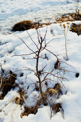 The beginning of spring. Nature awakens from winter. Thawed snow, flowers, trees, streams, bushes, grass and land.