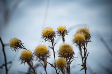 The beginning of spring. Nature awakens from winter. Thawed snow, flowers, trees, streams, bushes, grass and land.