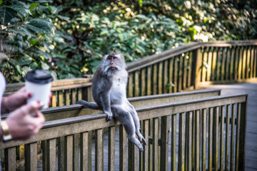 Affe sitzt gemütlich am Geländer