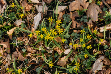First wild spring flowers - Gagea lutea (yellow Star of Bethlehem) top view