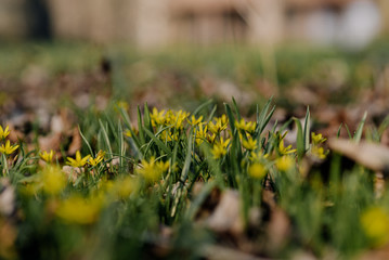 Yellow star of Bethlehem (Gagea lutea) early spring flower