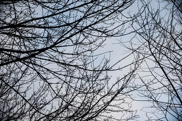 The beginning of spring. Nature awakens from winter. Thawed snow, flowers, trees, streams, bushes,...