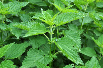 Natural overgrown nettles dioecious (Urtica dioica).