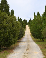 Mit Zypressen ums&auml;umte Allee in der Crete Senesi