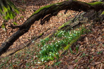 spring white flowers in the woods, Leucojum vernum