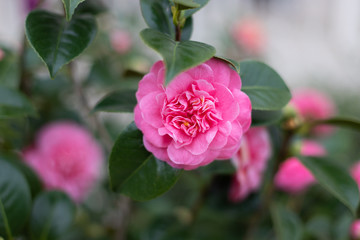 Camelia cor-de-rosa na árvore