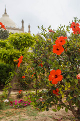 Blooming hibiscus bush in the garden. Chinese Red hibiscus flowers. Arabic garden.