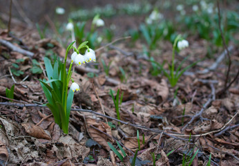 spring white flowers in the woods, Leucojum vernum