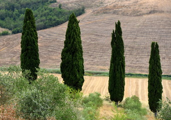 Vier Zypressen vor Feldern in der Crete Senesi