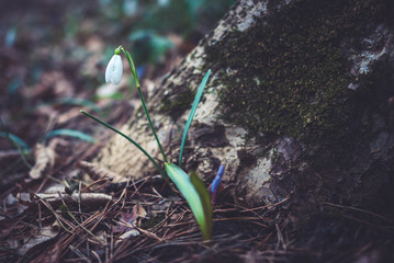 białe kwiaty wiosną w lesie, dark mood © uranos1980