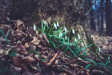 białe kwiaty wiosną w lesie, dark mood © uranos1980