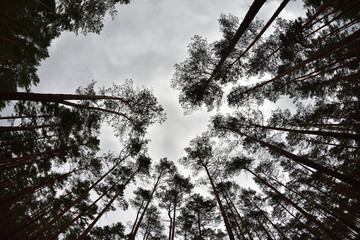 Korony sosen na tle pochmurnego nieba widziane z ziemi. © W Korczewski