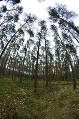 Korony sosen na tle pochmurnego nieba widziane z ziemi. © W Korczewski