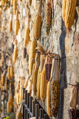 Dried corn on the wall