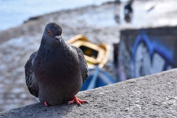 Pigeon bird in Naples center - Italy