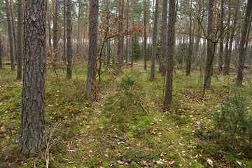 Sosny i świerki w lesie jesienią lub wczesną wiosną w pochmurny dzień.