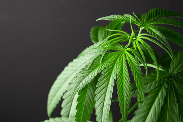 marijuana cannabis plant on white background. farm agriculture medicine drug.  