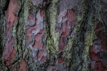 bark of a Pine tree.